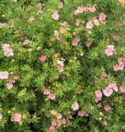 Tok 'Pink Beauty' Krukodlad><noscript><img width=