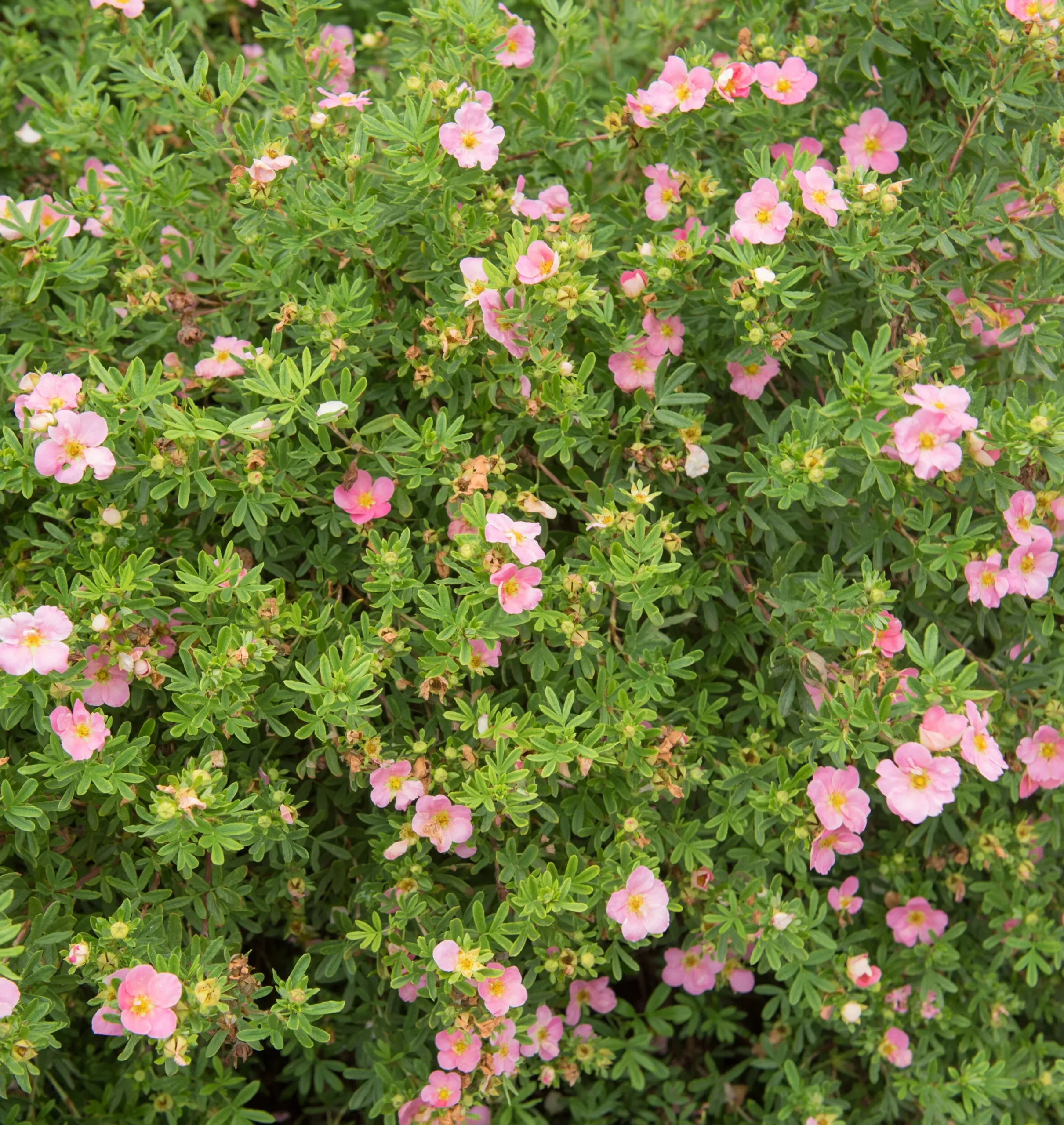 Tok 'Pink Beauty' Krukodlad>Omnia garden