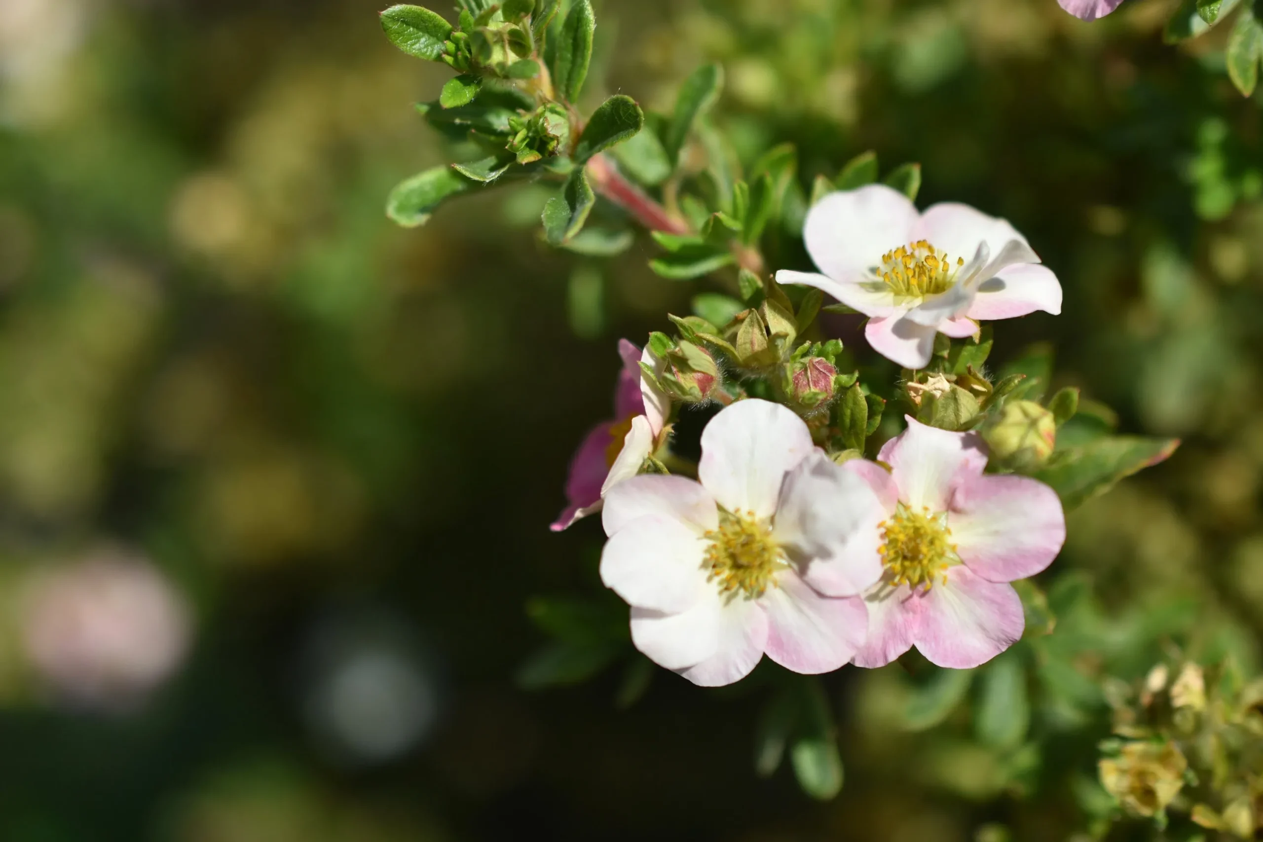 Tok 'Pink Beauty' Krukodlad>Omnia garden