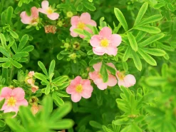 Tok 'Pink Queen'>Omnia garden Online
