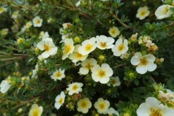 Tok 'Sandved' Barrotad>Omnia garden New
