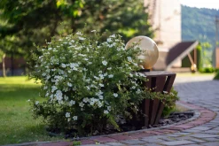 Tok 'Sandved' Barrotad>Omnia garden New