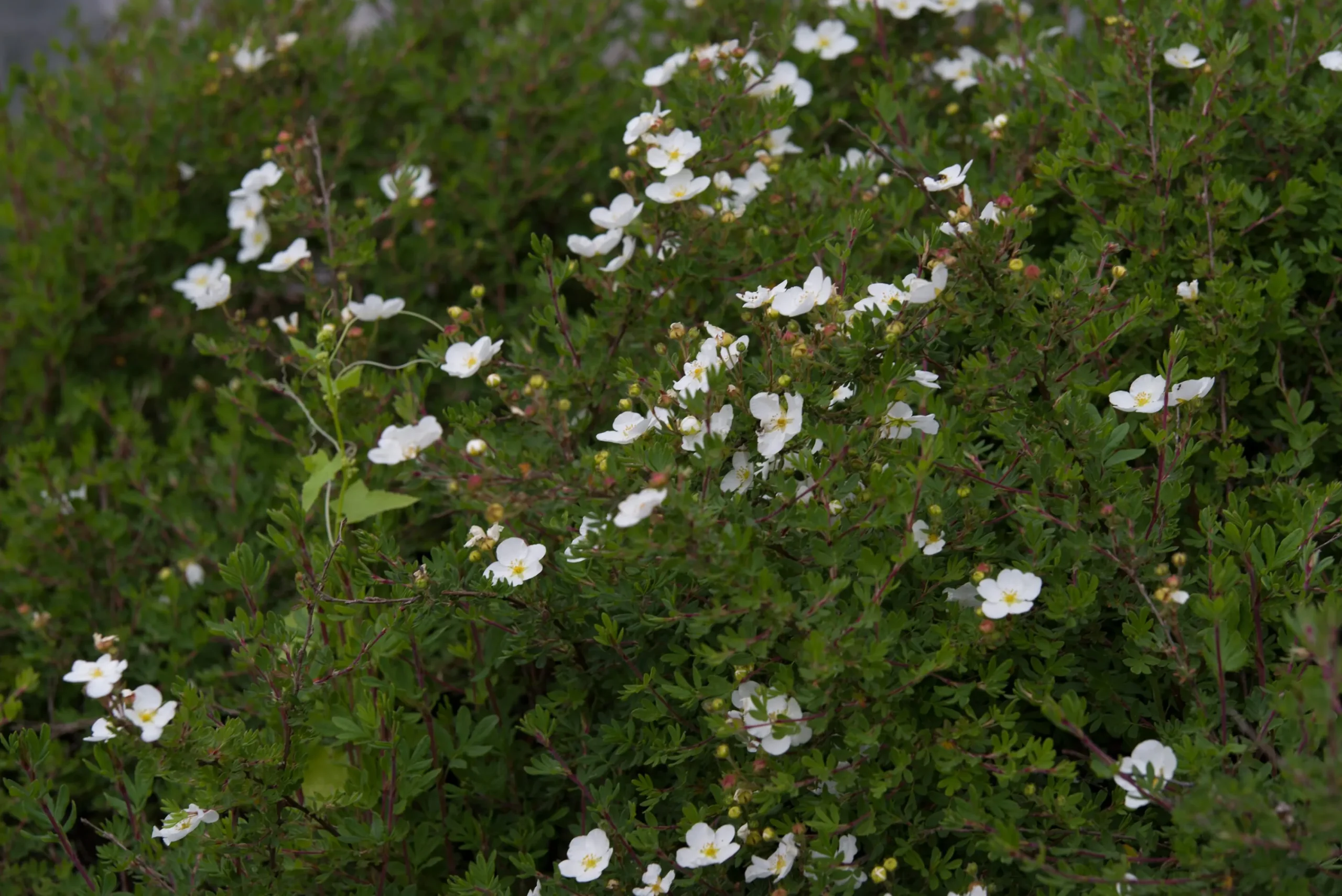 Tok 'Sandved' Barrotad>Omnia garden New