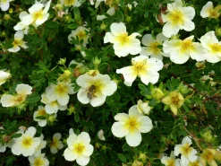 Tok 'Sandved' Krukodlad>Omnia garden Clearance