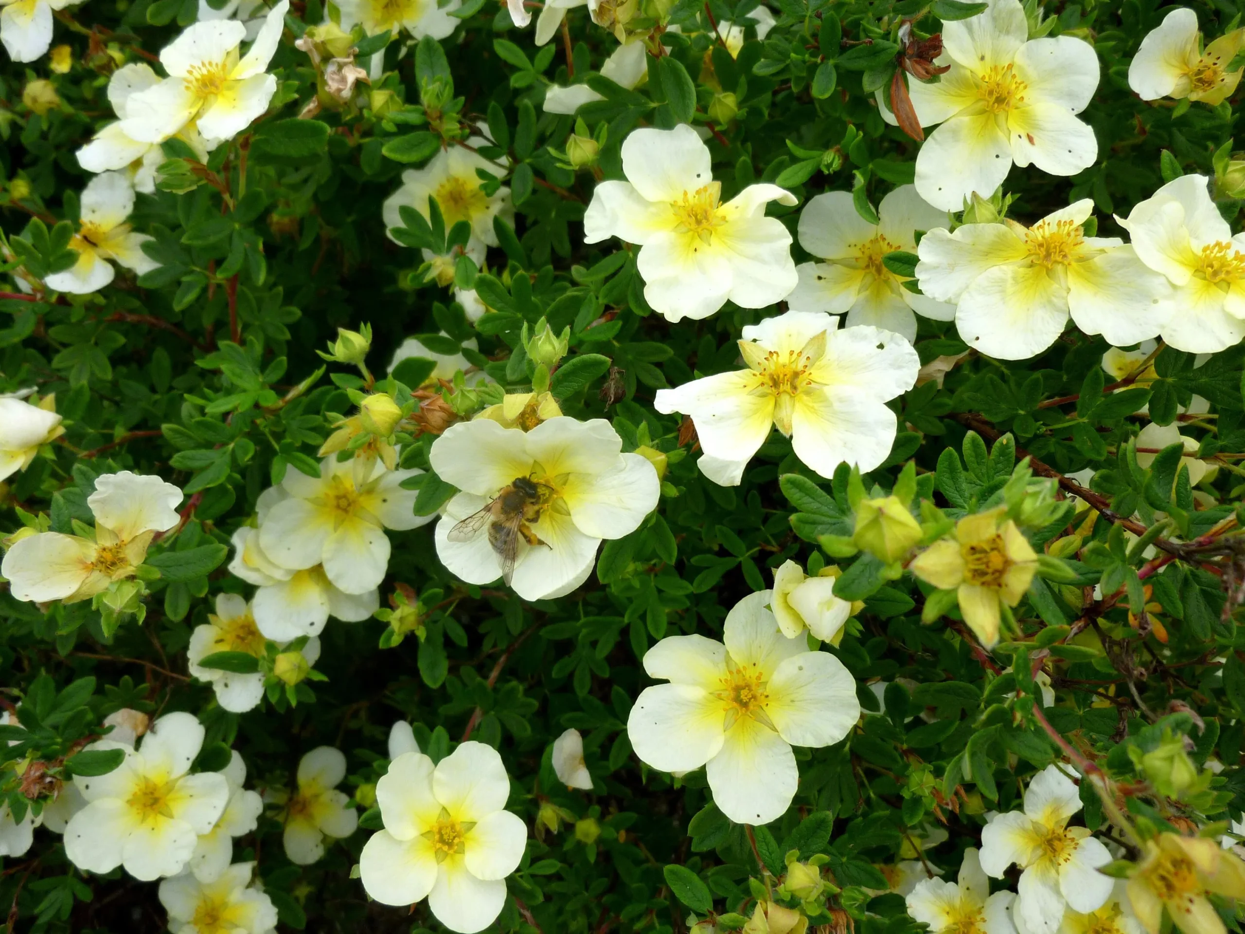 Tok 'Sandved' Krukodlad>Omnia garden Clearance
