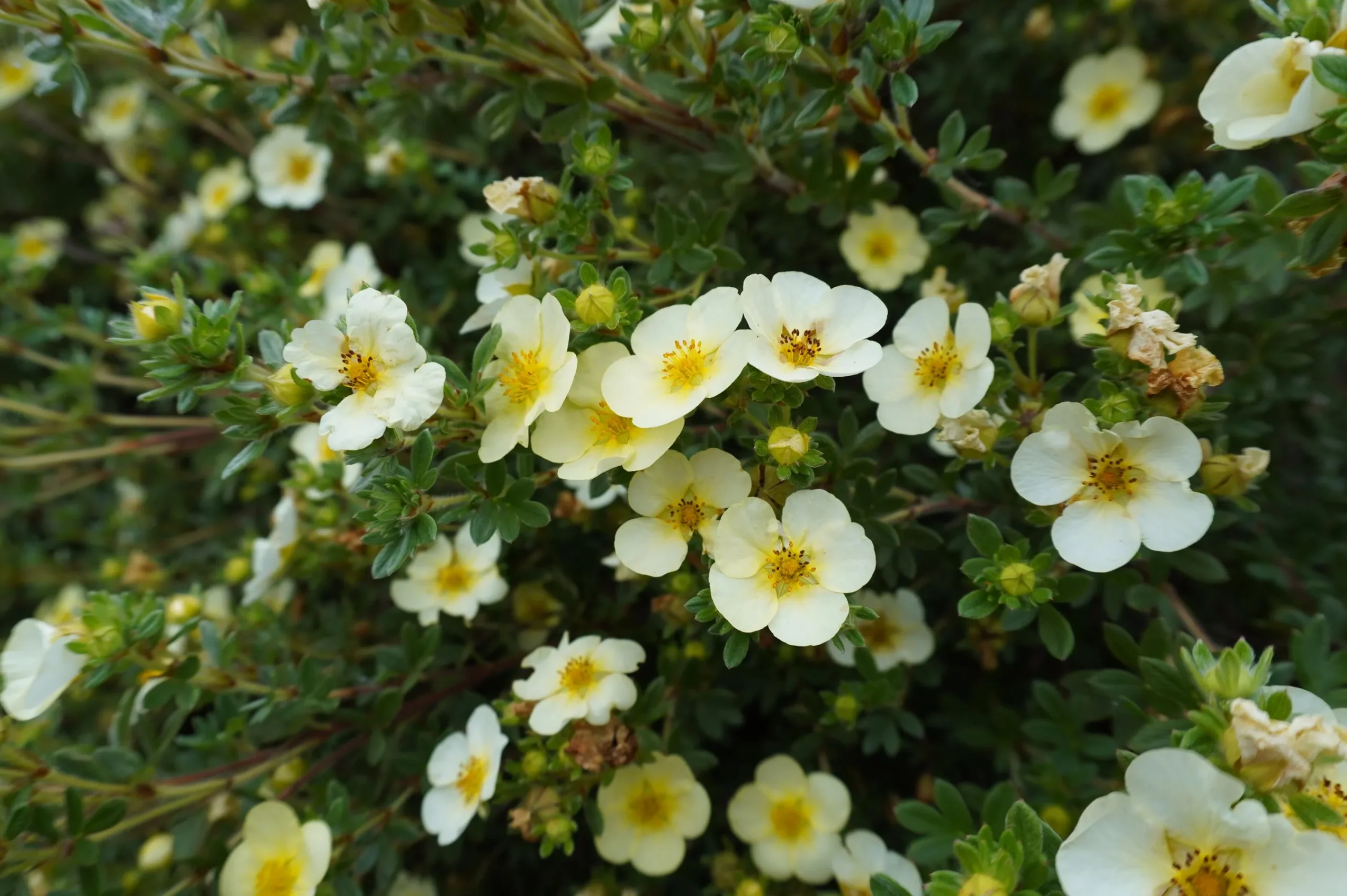 Tok 'Sandved' Krukodlad>Omnia garden Clearance