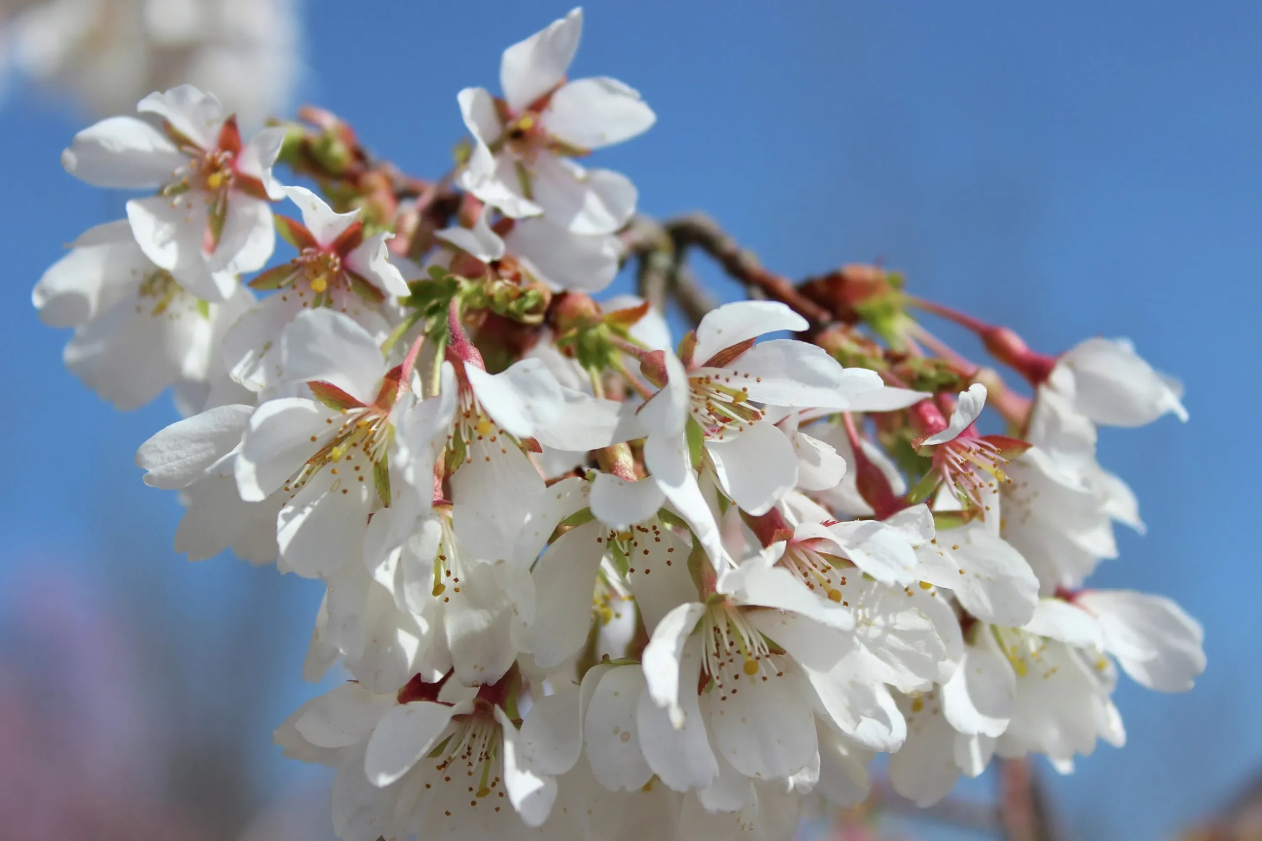 Tokyokörsbär 'Ivensii'>Omnia garden Online