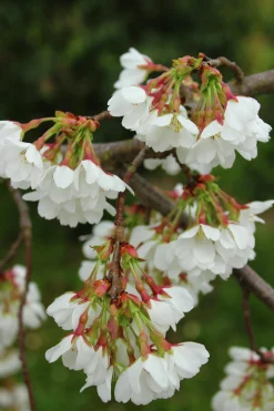 Tokyokörsbär 'Ivensii'><noscript><img width=