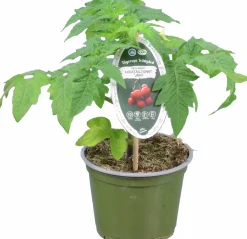 Tomat KRAV 12cm><noscript><img width=