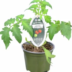 Tomat KRAV 12cm><noscript><img width=