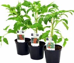 Tomat lat. Solanum lycopersicum Mix>Mäster Grön