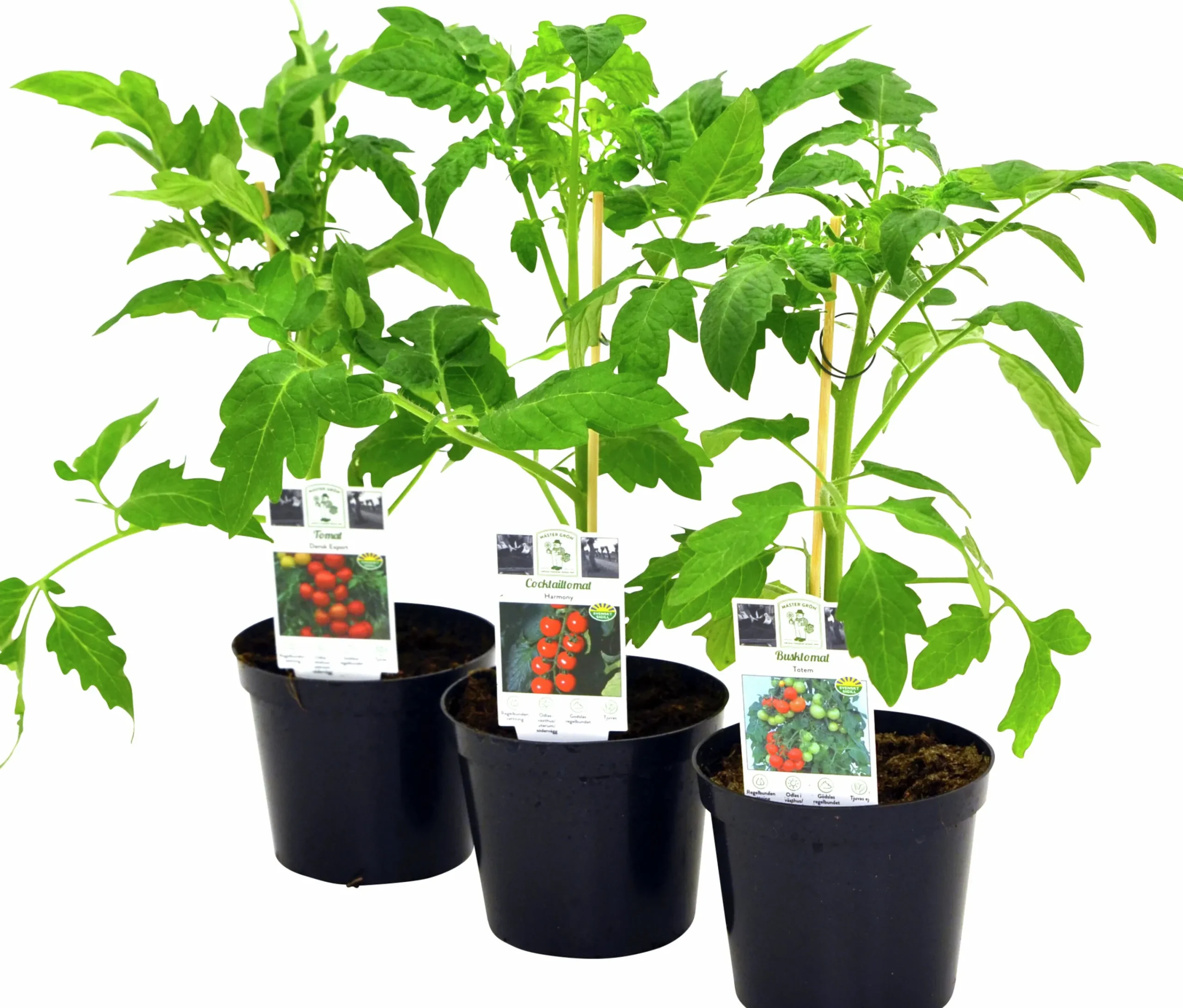 Tomat lat. Solanum lycopersicum Mix>Mäster Grön