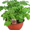 Tomat lat. Solanum lycopersicum 'Florida Petite'>Mäster Grön Outlet