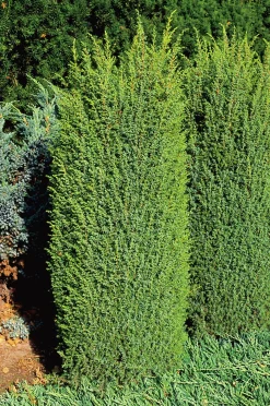 Träd-en 'Suecica' Krukodlad>Omnia garden Discount
