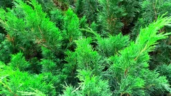 Trädgårds-en 'Mint Julep' Krukodlad><noscript><img width=