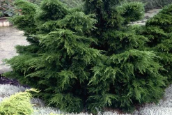 Trädgårds-en 'Mint Julep' Krukodlad><noscript><img width=