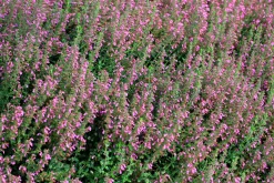 Trädgårdsgamander>Omnia garden Sale