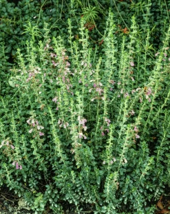 Trädgårdsgamander>Omnia garden Sale