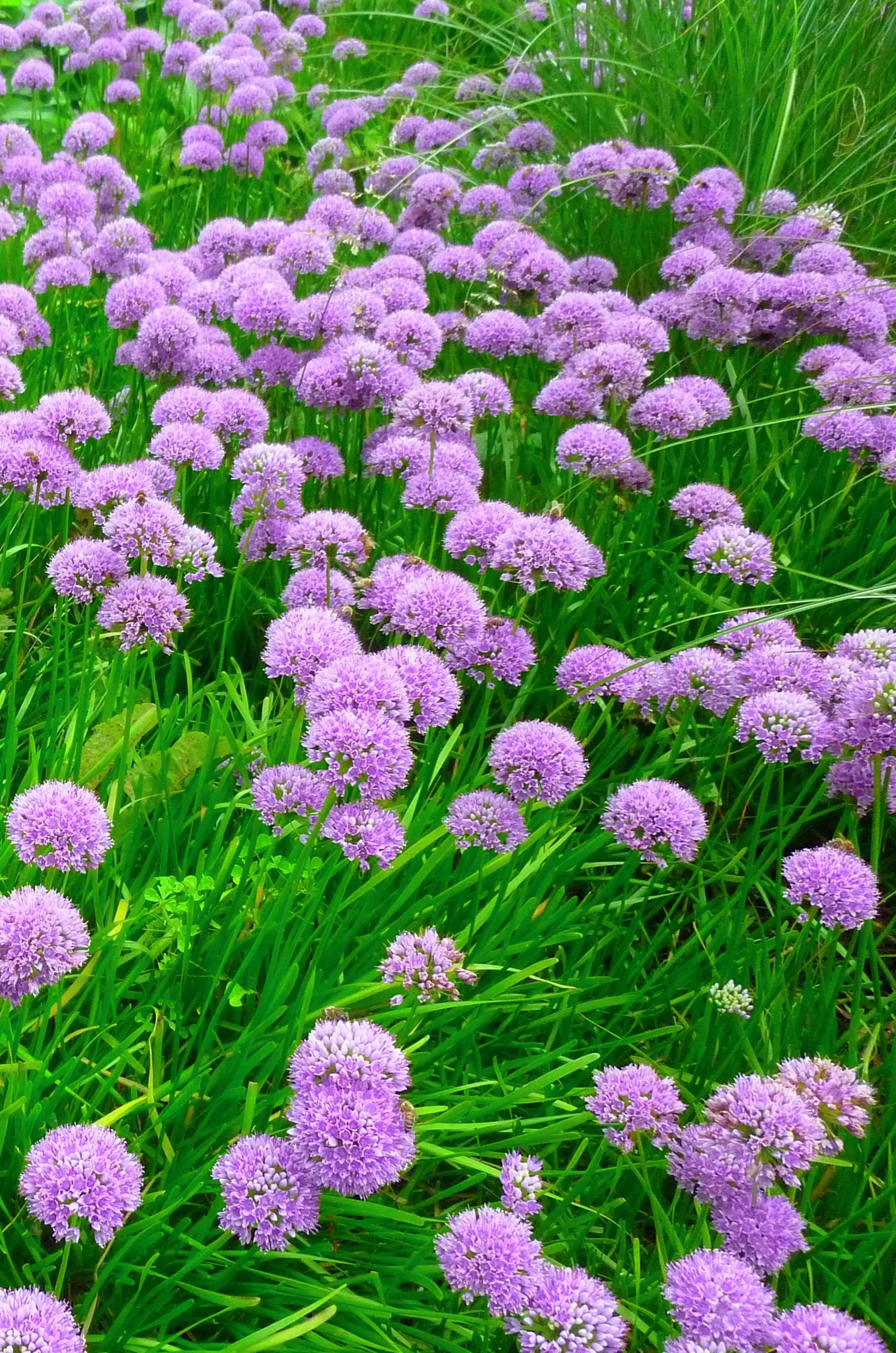 Trädgårdskantlök 'Millenium'>Omnia garden Best