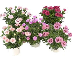Trädgårdsnejlika lat. Dianthus caryophyllus>Mäster Grön Sale