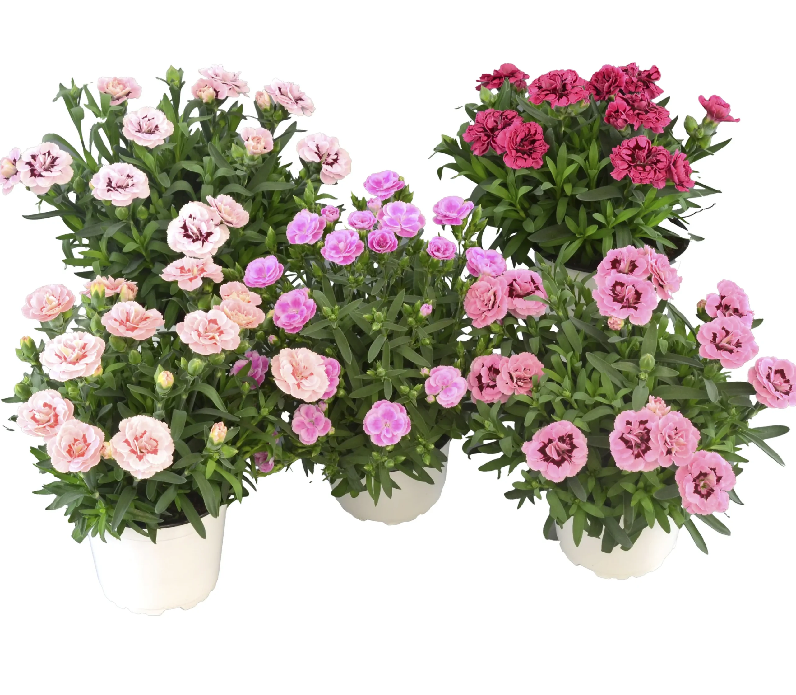 Trädgårdsnejlika lat. Dianthus caryophyllus>Mäster Grön Sale