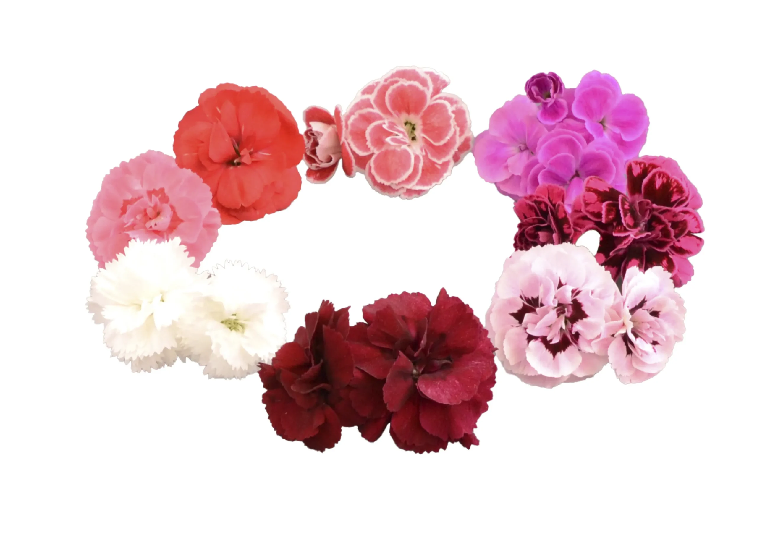 Trädgårdsnejlika lat. Dianthus caryophyllus>Mäster Grön Sale