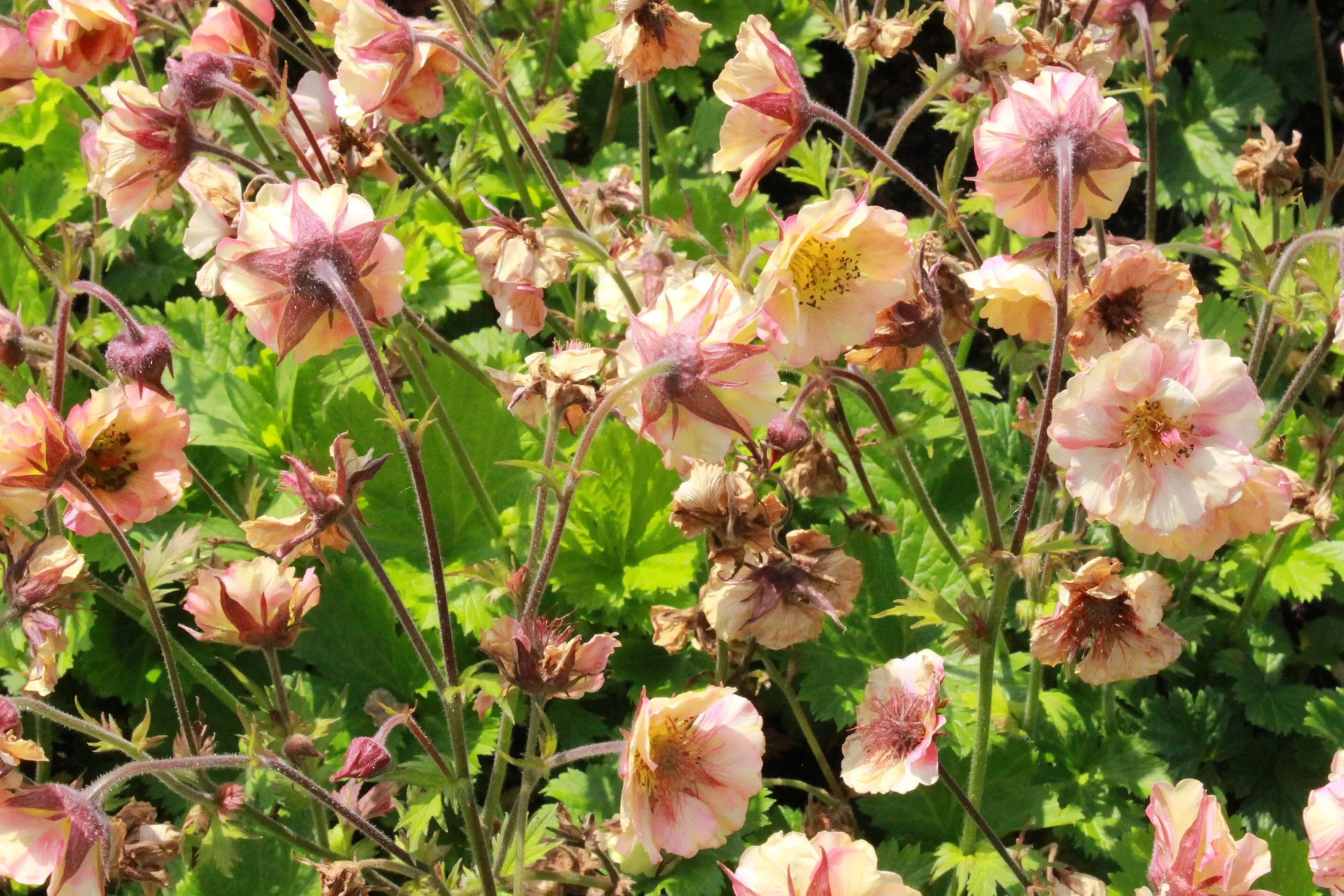 Trädgårdsnejlikerot 'Pretticoats Peach'>Omnia garden Discount