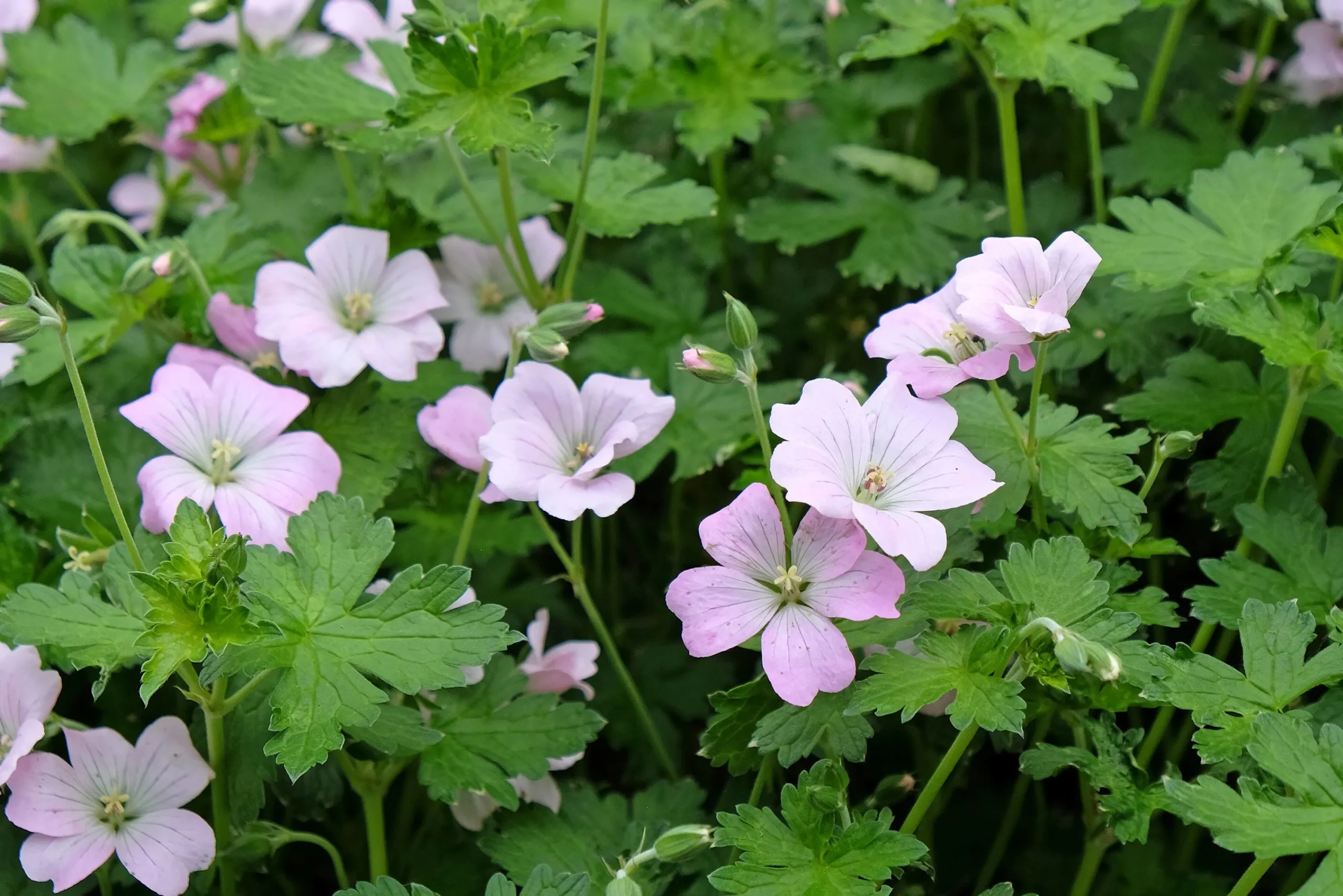 Trädgårdsnäva 'Dreamland'>Omnia garden Online