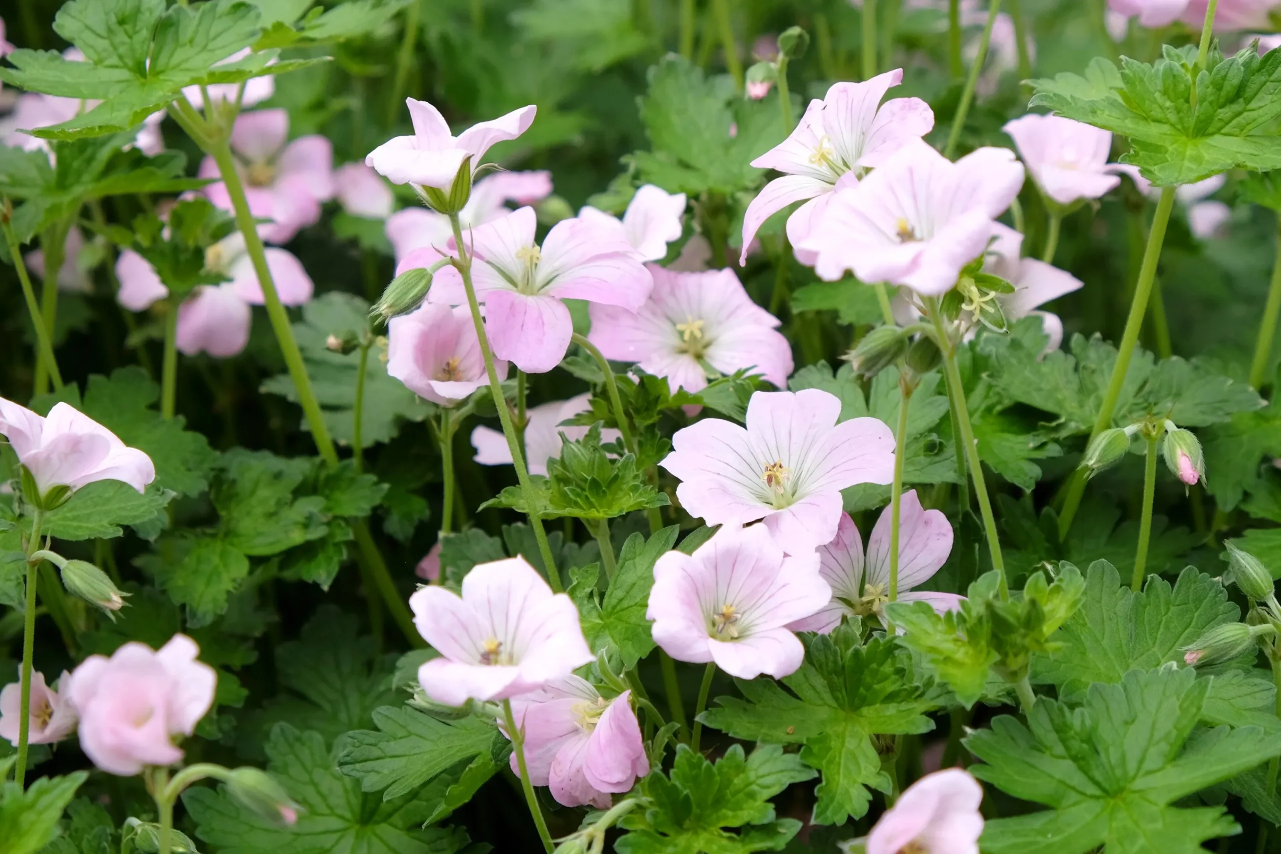 Trädgårdsnäva 'Dreamland'>Omnia garden Online