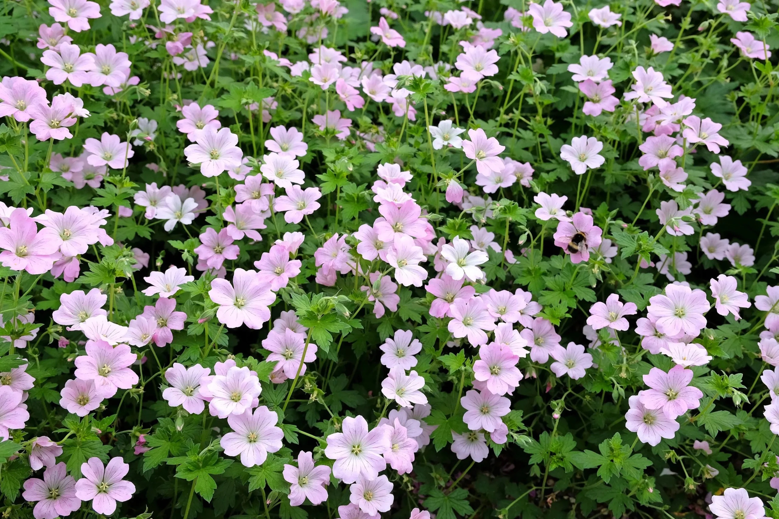 Trädgårdsnäva 'Dreamland'>Omnia garden Online