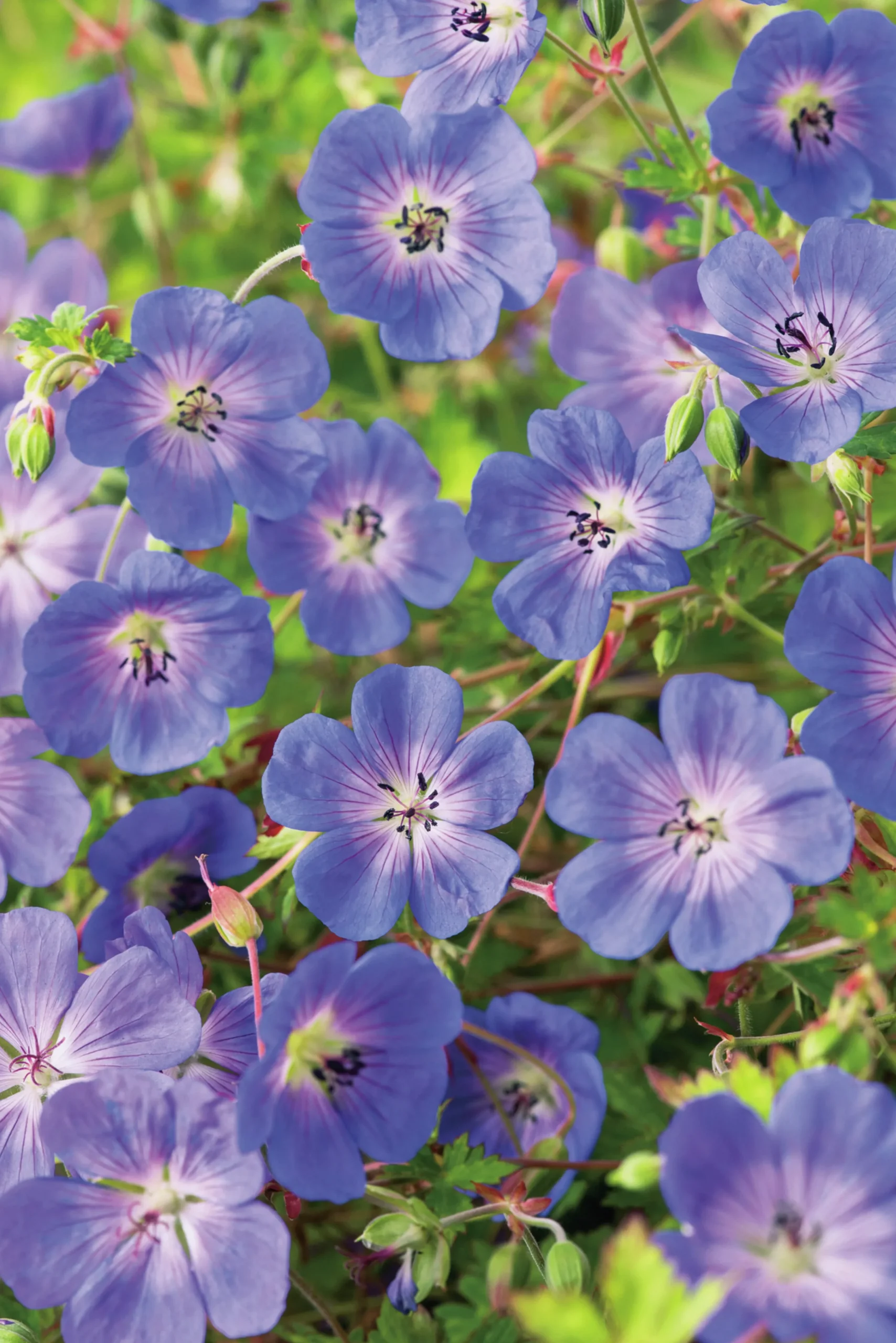 Trädgårdsnäva 'Rozanne'>Omnia garden New