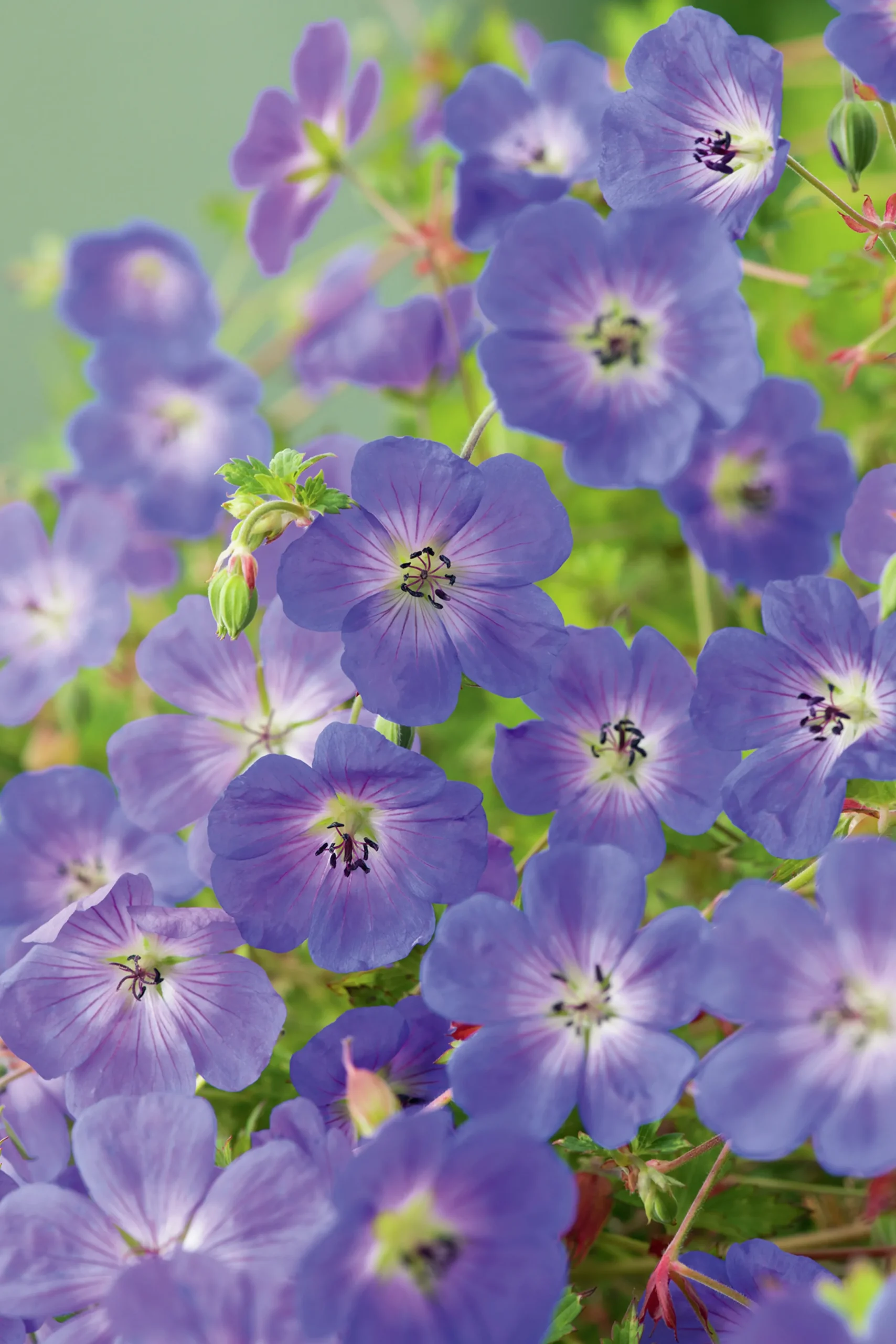Trädgårdsnäva 'Rozanne'>Omnia garden New