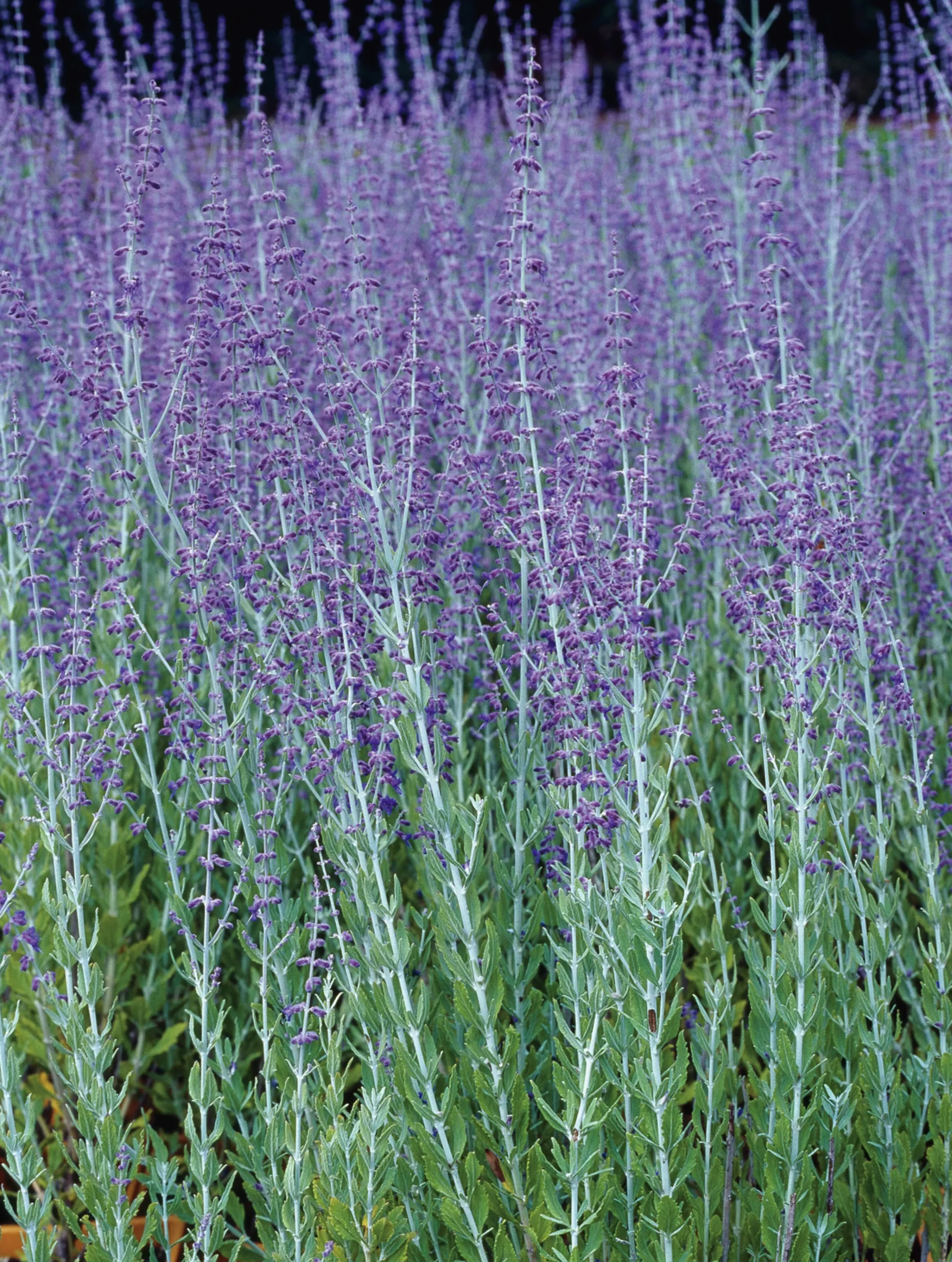 Trädgårdsperovskia 'Blue Spire' Krukodlad>Omnia garden Outlet