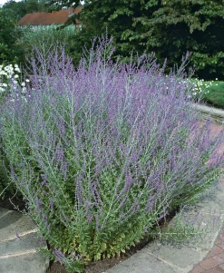 Trädgårdsperovskia 'Blue Spire' Krukodlad>Omnia garden Outlet