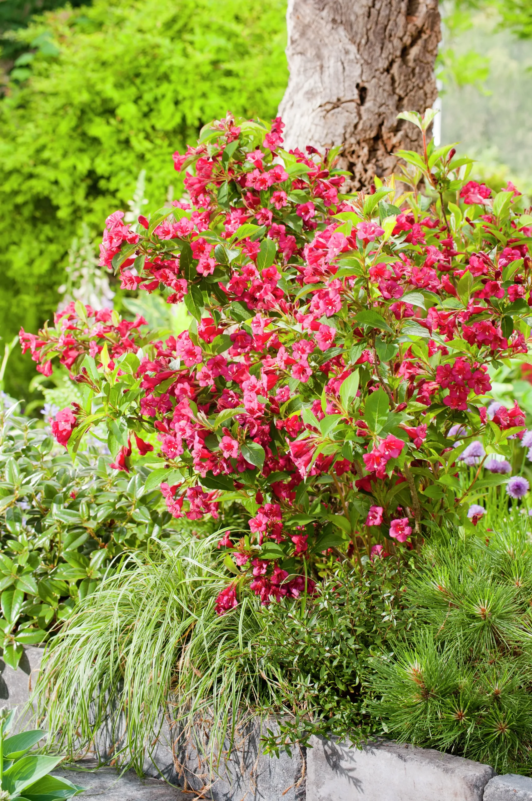 Trädgårdsprakttry 'Bristol Ruby' Krukodlad>Omnia garden Discount