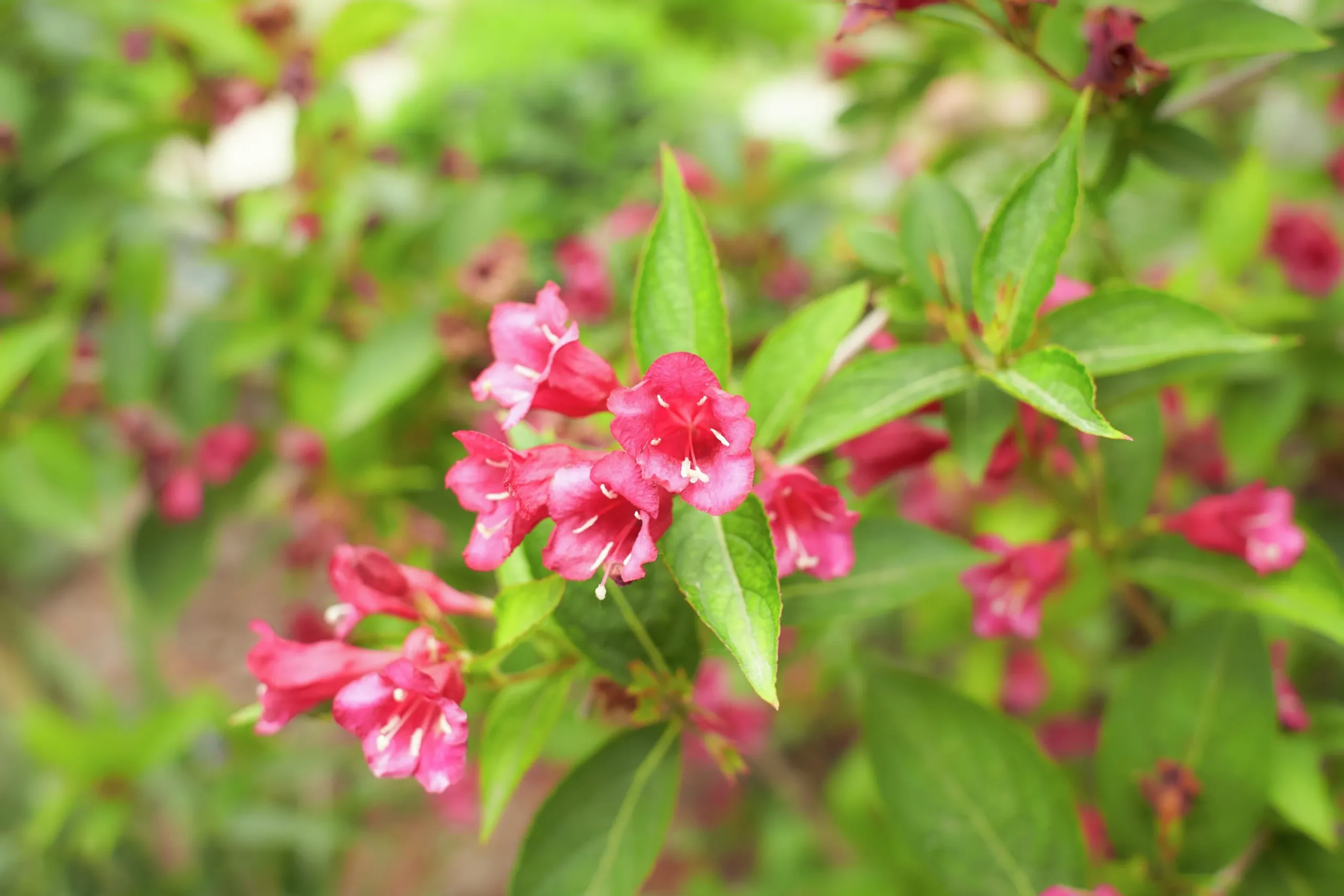 Trädgårdsprakttry 'Bristol Ruby' Solitär Krukodlad>Omnia garden Discount