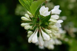 Trädgårdsprakttry 'Bristol Snowflake'>Omnia garden Online
