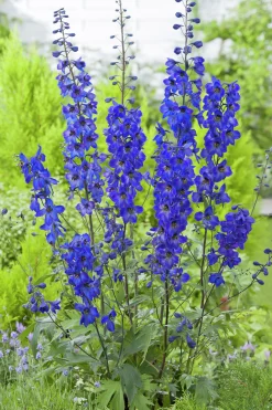 Trädgårdsriddarsporre 'Black Knight'>Omnia garden