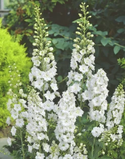Trädgårdsriddarsporre 'Galahard'>Omnia garden New