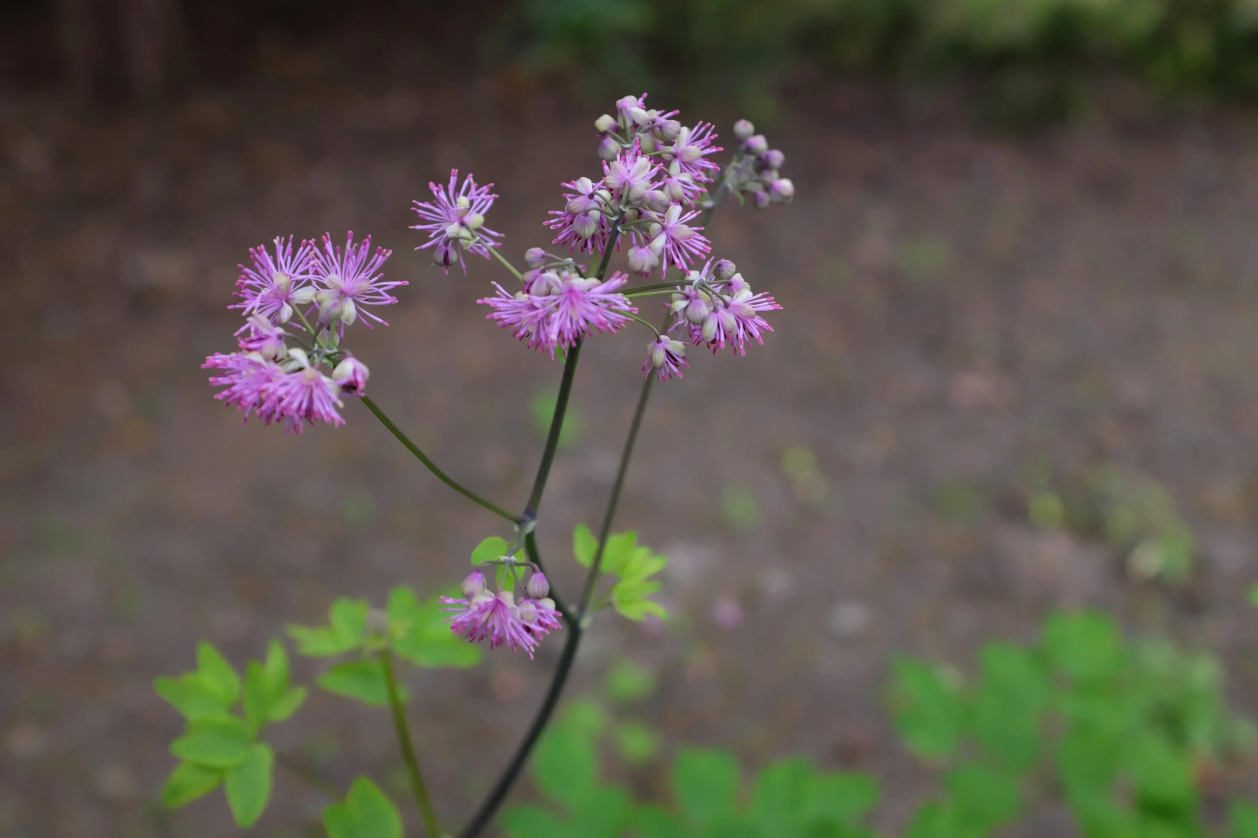 Trädgårdsruta 'Black Stockings'>Omnia garden Clearance