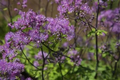 Trädgårdsruta 'Black Stockings'>Omnia garden Clearance