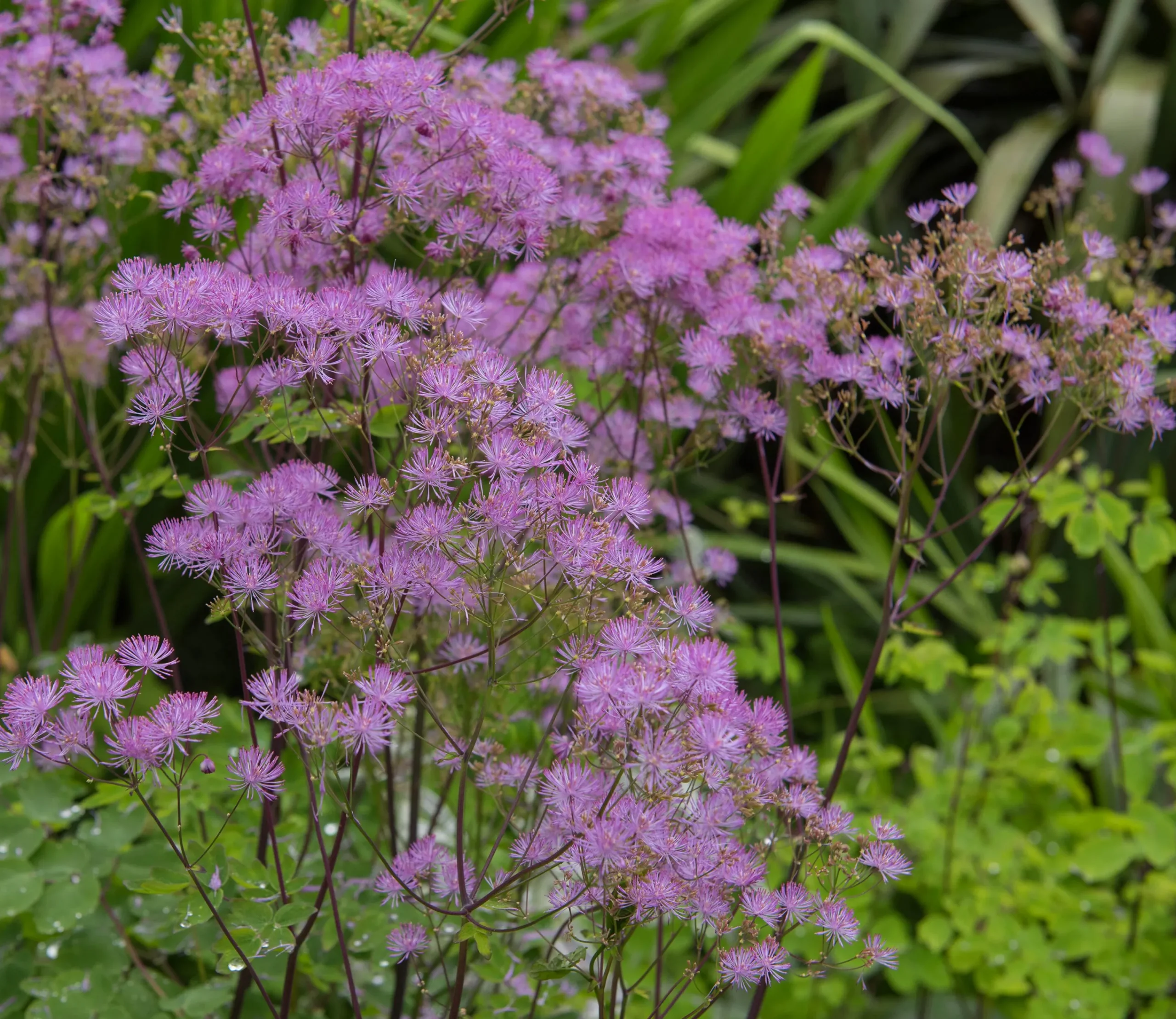 Trädgårdsruta 'Black Stockings'>Omnia garden Clearance