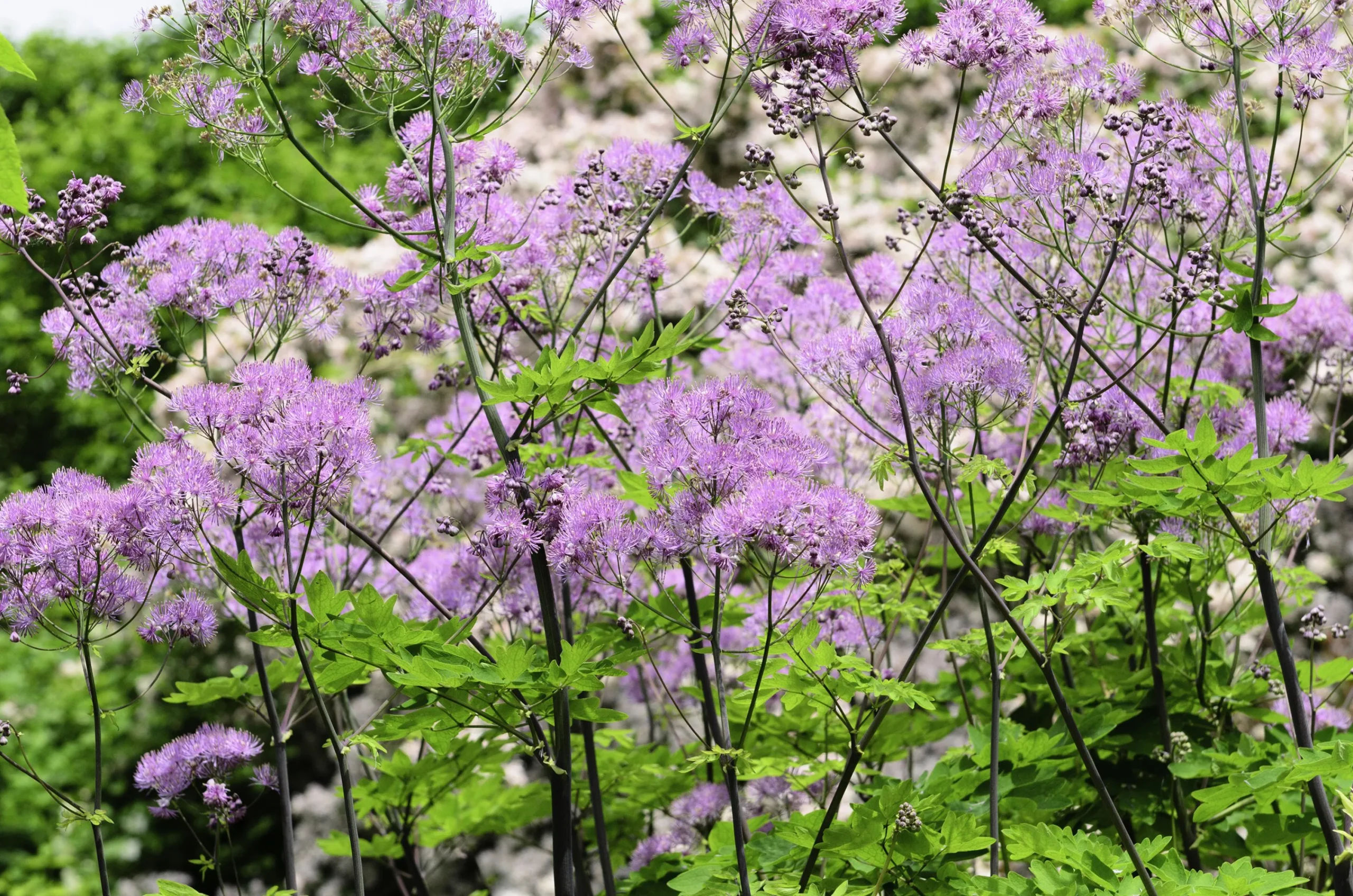 Trädgårdsruta 'Black Stockings'>Omnia garden Clearance