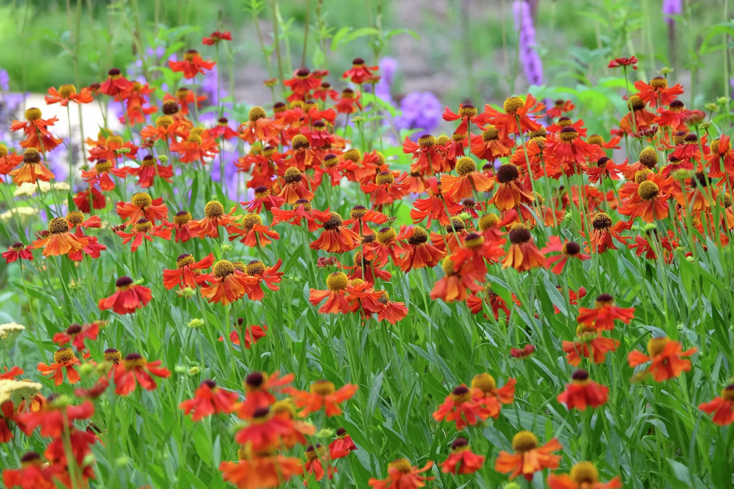 Trädgårdssolbrud 'Moderheim Beauty'>Omnia garden
