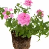 Trädgårdsverbena Pelta lat. Glandularia x hybrida>Mäster Grön Online