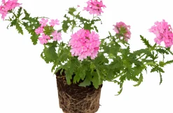 Trädgårdsverbena Pelta lat. Glandularia x hybrida>Mäster Grön Online