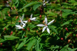 Trebladspira 'Gillenia'>Omnia garden Clearance