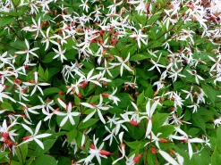 Trebladspira 'Gillenia'>Omnia garden Clearance