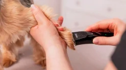 Trimmer Fileda Sladdlös><noscript><img width=