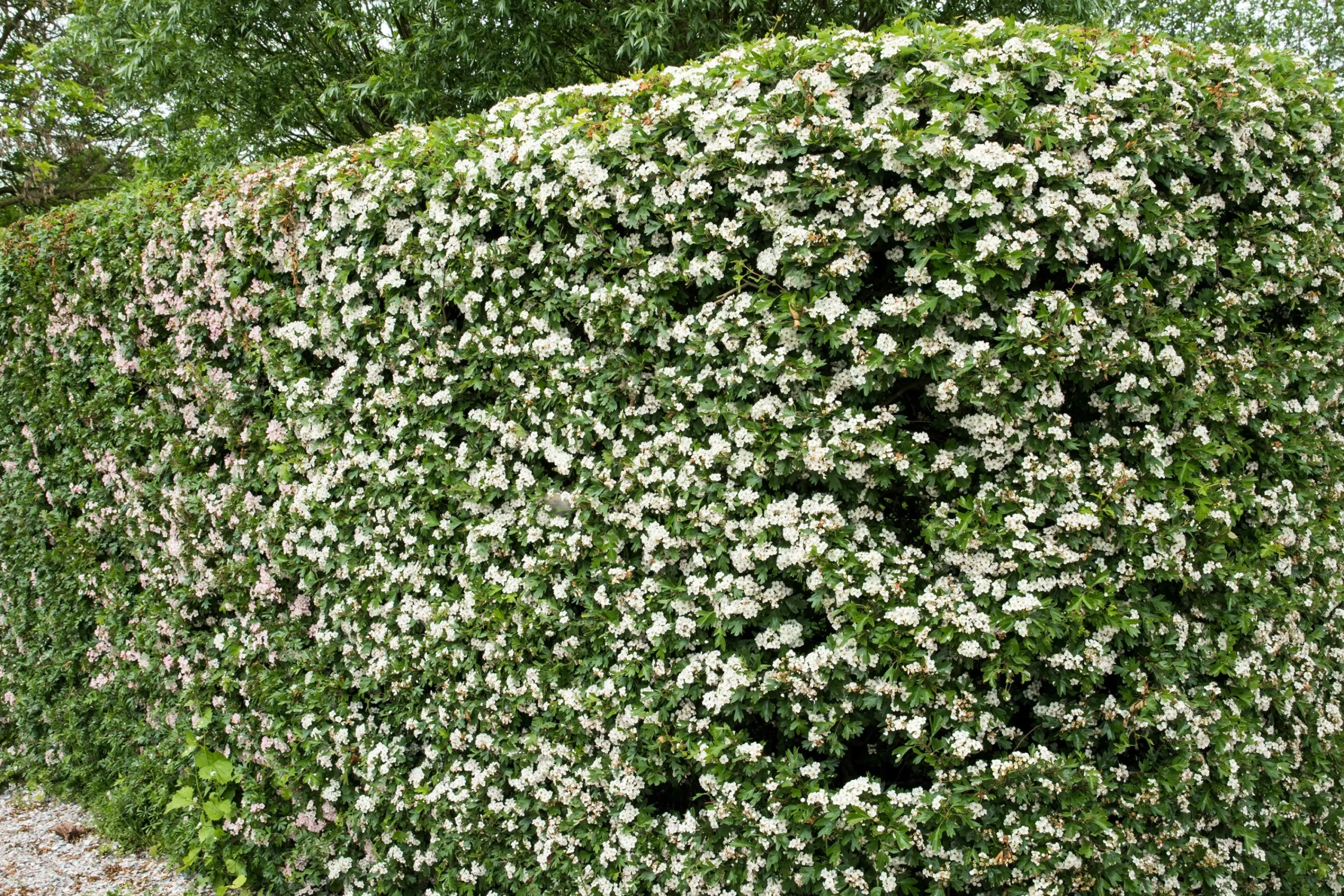 Trubbhagtorn Barrotad>Omnia garden New